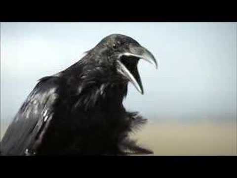 LOVEFIELD (Short Film by Mathieu Ratthe)