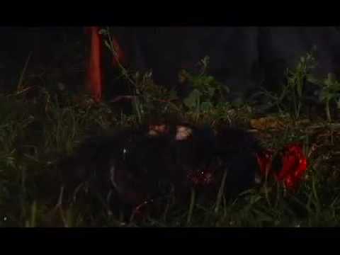 trailer ferozz