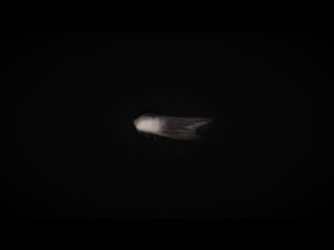 The Metamorphosis - Trailer