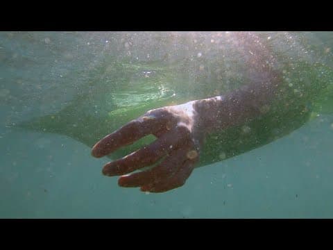 🩸 DEPREDADORES SOBRE EL MAR 🌊 | Cortometraje de terror y fantástico (2025)